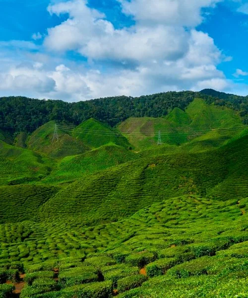 Degustação de café