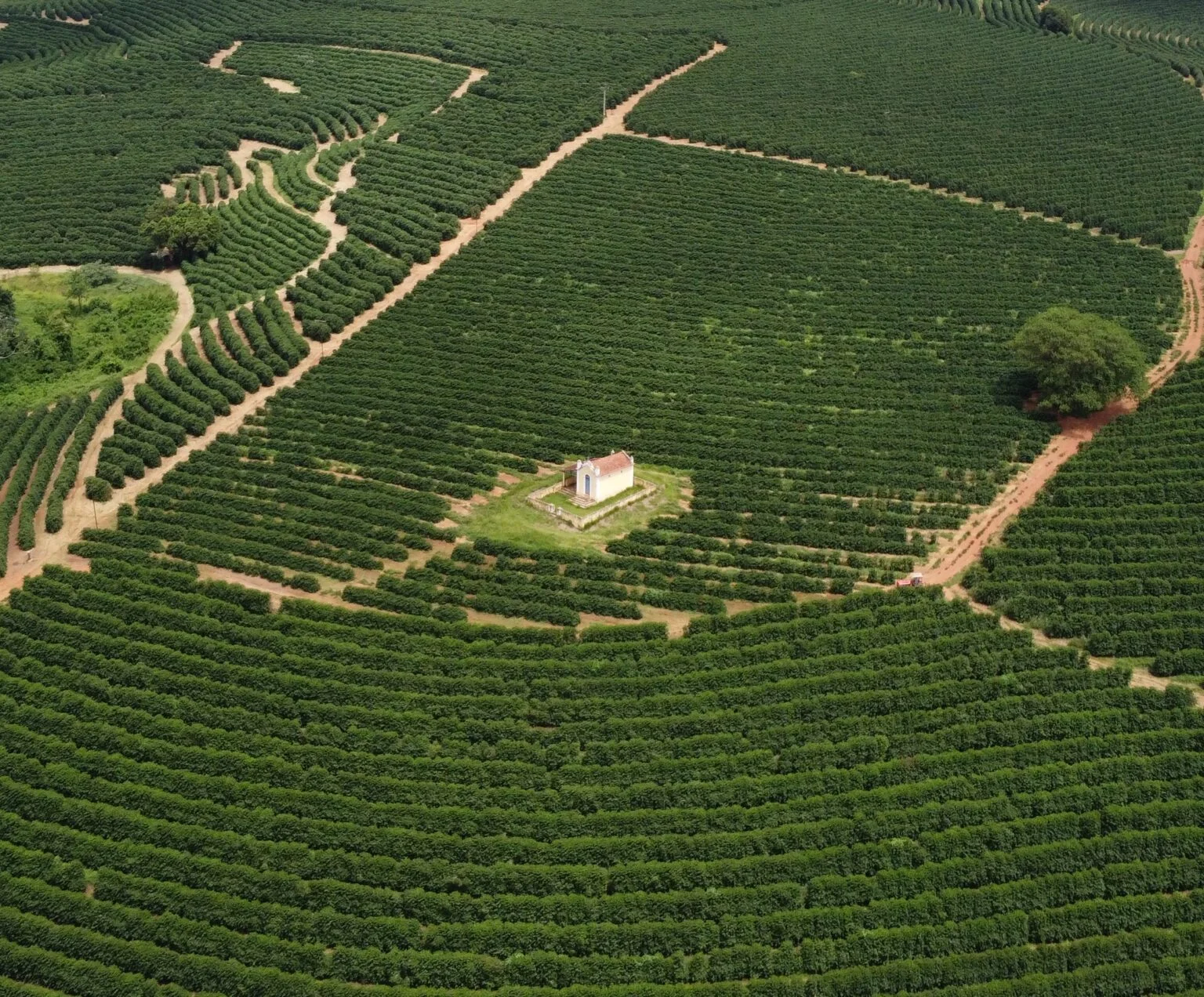 Colheita de café nas Montanhas de Minas